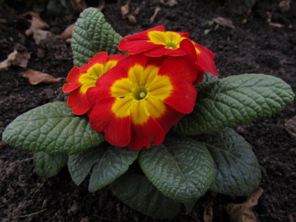 Jarní květinové potěšení