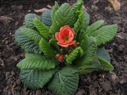 Jarní květinové potěšení