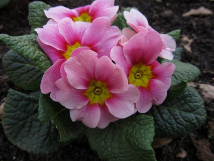 Jarní květinové potěšení