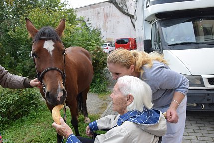 Návštěva klisny Lady